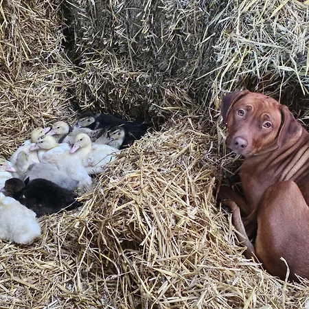 Apartman Finkhaus Simonsberg