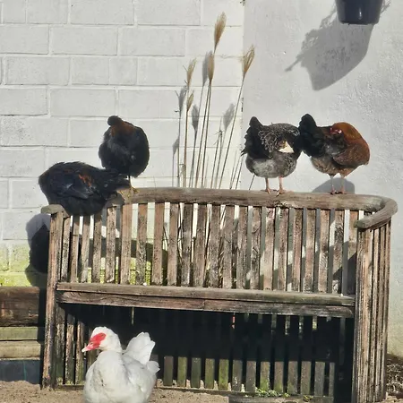 Finkhaus Apartman Simonsberg