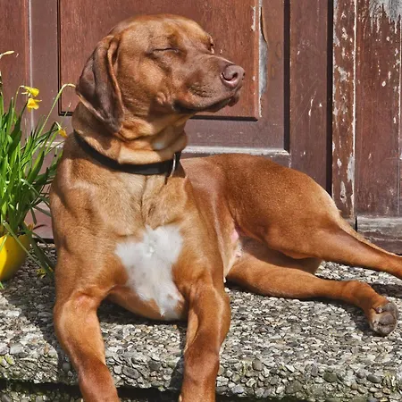 Apartament Finkhaus *