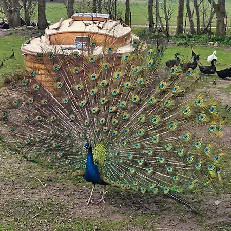 Finkhaus Apartament *