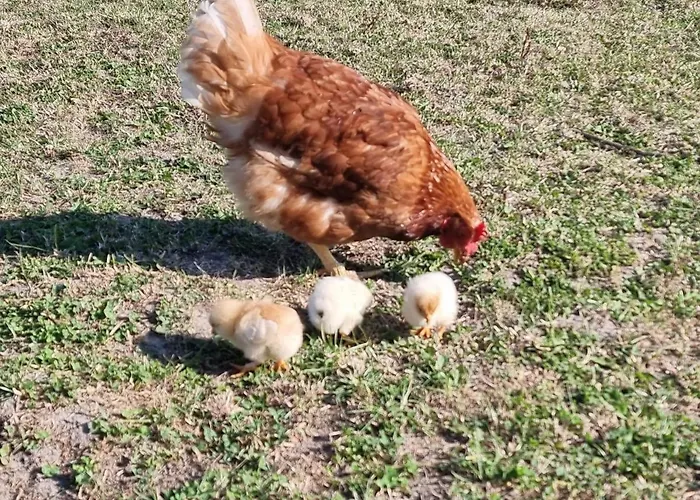 Finkhaus Appartement *