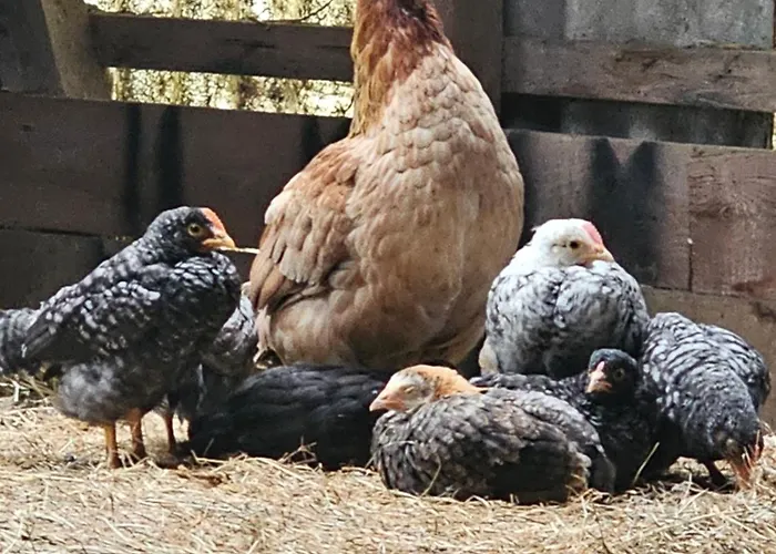 Finkhaus Appartement *