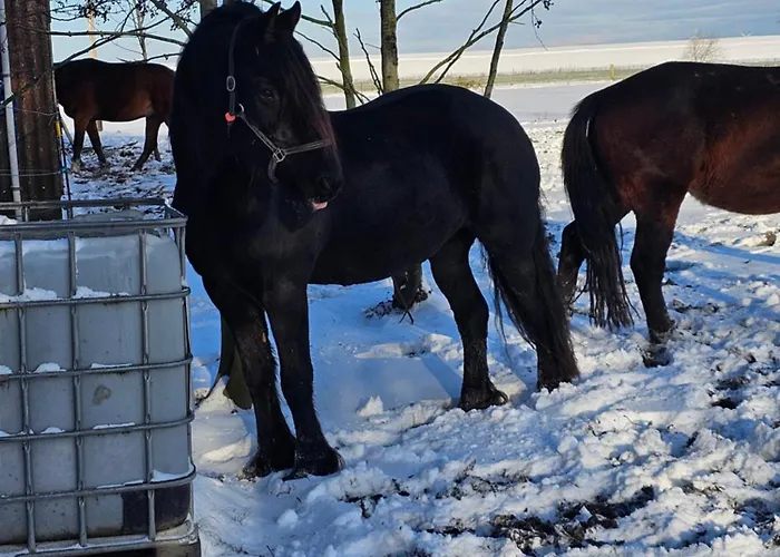 Finkhaus Appartement *