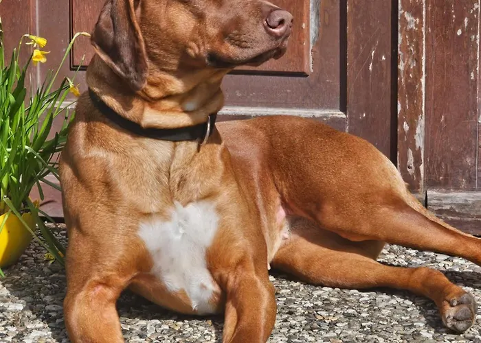 Appartement Finkhaus *