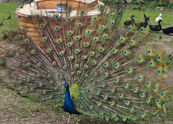 Finkhaus Appartement *